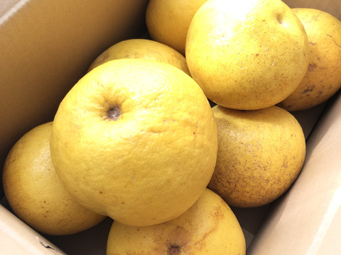 本場高知の土佐市産！露地土佐文旦〈訳あり〉5kg　お届け可能エリア(関東・中部・北陸・関西・中国・四国・九州・沖縄)　Lサイズ以上、上限なし(350g～)