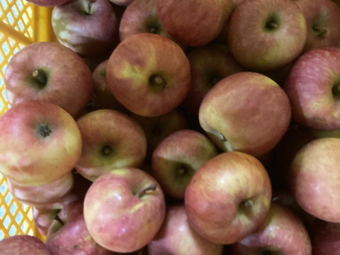 農薬散布3回のみ！超農薬削減栽培こうとく　蜜入チェック済！箱込約1.5キロ6-10個位！　奇跡のりんご