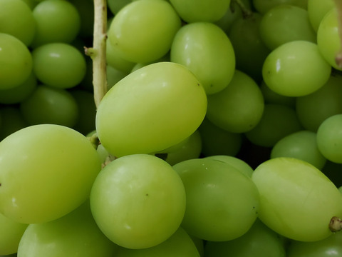 贈り物に最適！山梨県産シャインマスカット