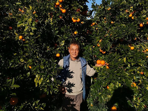 樹上完熟ブラッドオレンジ：モロ、農薬不使用栽培、宇和島段畑そだち（2kg/箱）