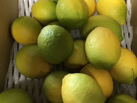 リスボンレモン3キロ(２０玉前後)
