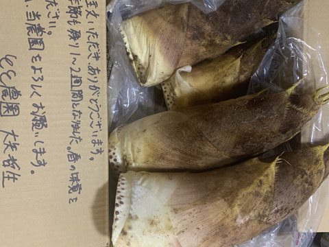 旬真っ盛り！！生たけのこ3kg　( 3〜8本入)収穫当日発送！！ 採れたてをお届け！