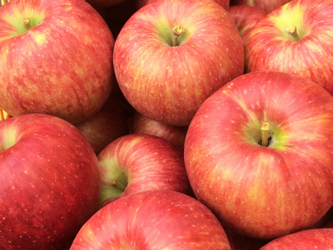 【先行予約】サンつがる 贈答品✨夏りんごの定番品種！（7~10玉）