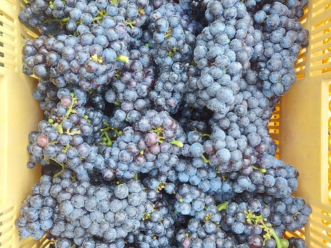 茨城県産　赤と白ワイン合計２本セット 2025年