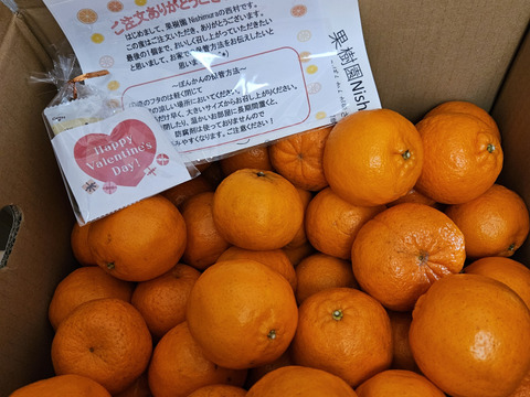 【ご家庭用】土佐の温暖な気候で、うま味がギュッ！！と詰まったぽんかん（キズ有り　M～２Ｌ　１０キロ）ご近所さんやお友達とシェアＯＫ！