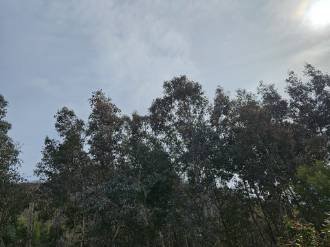 かわいいユーカリ(実付きポポラス)　100cm×3本