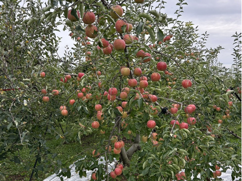 【人気品種】サンジョナゴールド🍎約3キロ 8〜11玉《家庭用》ID164802