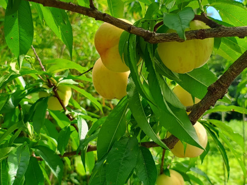あかつき　木でしっかり完熟させた皮ごと食べれる自然栽培の桃６個（1個の重さは200gから250g）　有機JAS認証取得