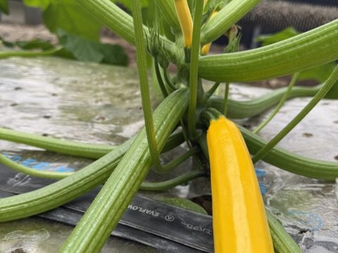 規格外ズッキーニ　1.7㎏