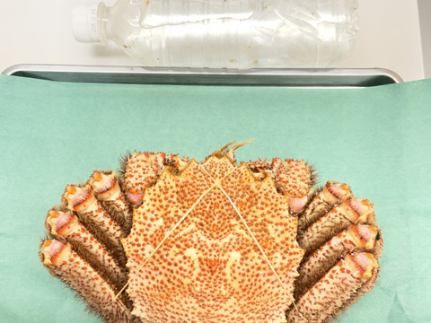 【特大】毛蟹/硬毛ガニ/味の濃さ旨味バツグン/3特ランク/浜茹で/1kgアップ【冷凍】