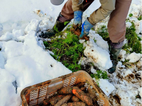 【ミニサイズ】甘み極上の雪下人参「灯かり」(4㎏)