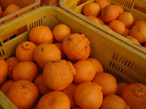 【超訳あり】「不知火」５㎏。早くお食べ下さい。着色不良。生傷・病害虫等。家庭用・ジュース用