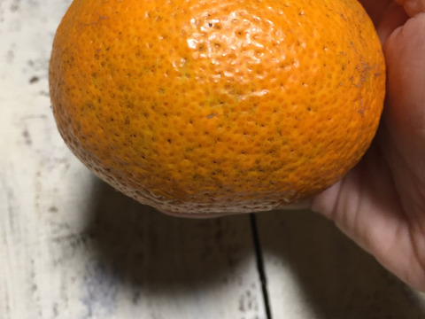 【農薬不使用】ちょっとを美味しく試せておすすめ！1/10頃発送です！ねこ農園の青島みかん1kg【お試し】