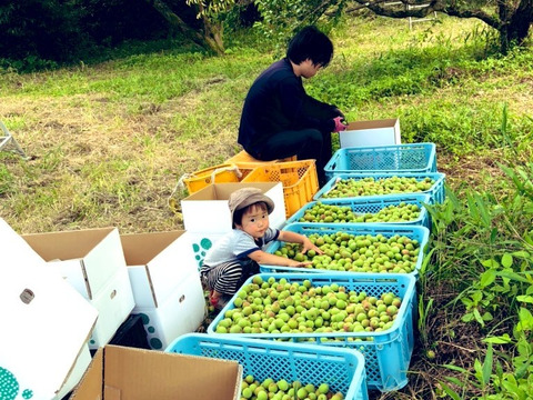 熊本産自然栽培20年の青梅1〜5Kg