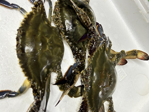 日間賀島産ワタリガニ~雌1kg【活発送】写真の個体を7/3まで注文受付ます
一枚様限定‼︎350g〜400g個体
大切な人へのプレゼントで是非❗️