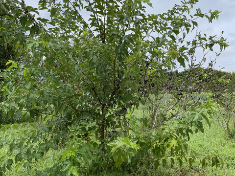 農薬不使用 自然農法栽培　ブルーベリー　600グラムお届け致します