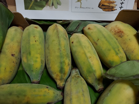 【特別価格！】大人気！沖縄産ナムワバナナ１kg