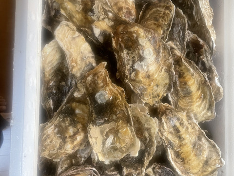 期間限定20％OFF中】生食用8kg 殻付き 牡蠣 （56~130粒）牡蠣