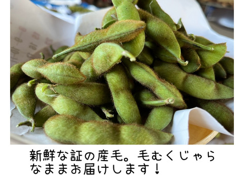 【農薬化学肥料不使用】やめられない止まらない！青森の『毛豆』300g×8p令和7年産