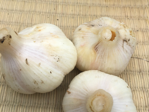 免疫力アップに!【期間限定】採りたてにんにく 中玉 1kg