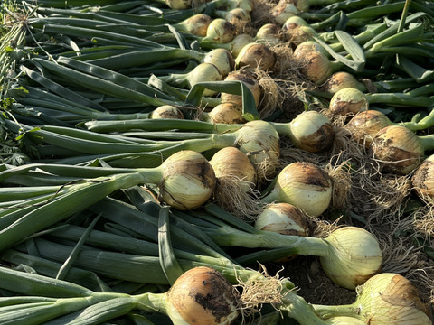 トロあま新玉ねぎ【農薬化学肥料不使用】とっても甘い5キロ15個以上