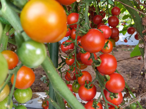 旨味濃厚！ミニトマト【ステラ】　500g　化学農薬不使用
