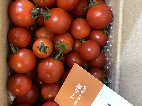 【ミニトマト】【品種：キャロル10】味の濃〜いミニトマト♪　甘さ・酸っぱさのバランスgood✨【1kg】信州の環境にやさしい農産物認証取得