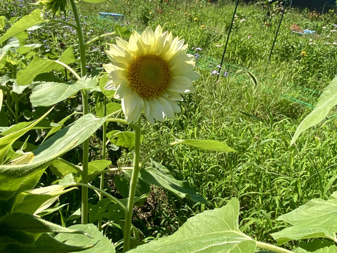【5本】ホワイト〜淡黄色のユニークなカラーの珍しいひまわり