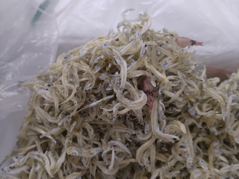 柔らかい！おっきいちりめん　５0０g