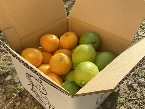 限定！グリーンレモン＆みかんの柑橘小箱！３キロ