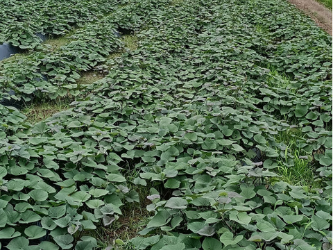 熟成さつまいも　姫あやか5k