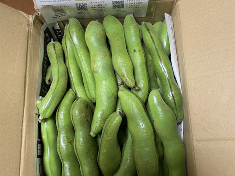 空豆★朝収穫当日発送（ご家庭用・２ｋｇ）