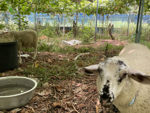 1キロ　農薬不使用・無施肥シャインマスカット(タネなし肥大処理なし)