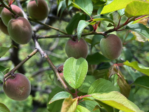 【特別栽培】紀州南高梅　青梅（訳あり）1kg