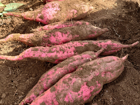 【農薬化学肥料不使用】ねっとり甘い！紅はるか さつまいも 1ヶ月熟成 箱込み2kg