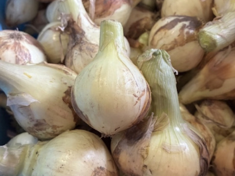 【訳あり数量限定】淡路島産ブランド新玉ねぎ 『にじたま』極早生 5kgダンボール入り（ご家庭用・17～20個前後） 使いやすいM・L・2L混在！◎農家直送