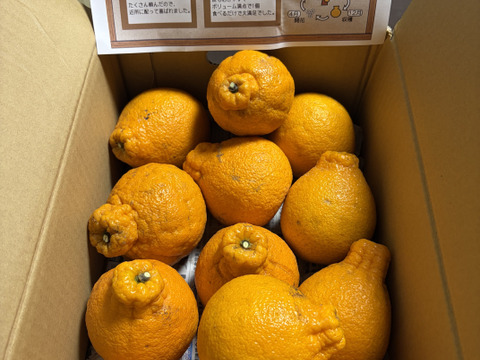 【家庭用】どすこい!!横綱みかん4kg※少々キズあり大小まざり【夜市限定】