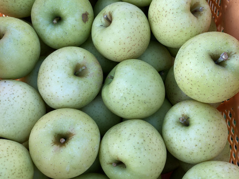 10月25日頃収穫！家庭用訳あり王林5キロバラ詰め　りんご　農薬半減栽培で安心安全！