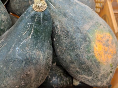 【選べる】オーガニック野菜セット(9品)