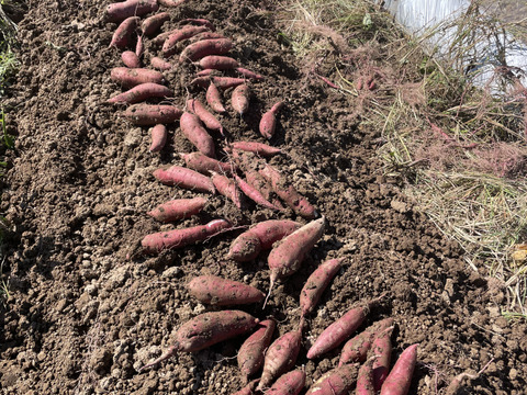 赤土栽培！奥能登産べにはるか（ご家庭用）5キロ