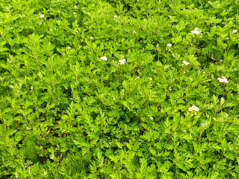 旬の力！ハーブの力！ヨモギ500ｇ～農薬/化学肥料・不使用