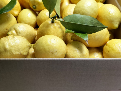 広島県産フレッシュ！夏レモン《約20個入》4kg