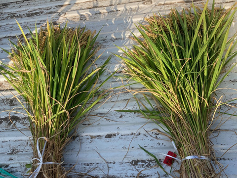 1「作り手の顔が見えるお米」秋田県産あきたこまち玄米５ｋｇ(令和7年産)