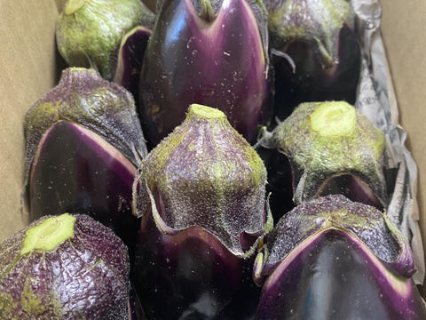 りんごあめなす　十全茄子　絹皮水茄子　告知 🍎りんごあめなす🍆』 十全（新潟特産）と絹皮（大阪特産）の水
