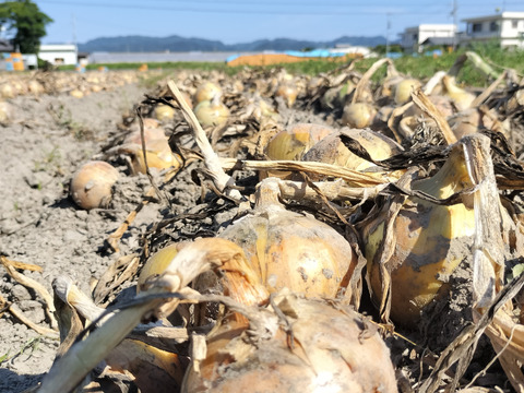 淡路島むき玉ねぎ　3㌔