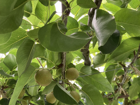 大和高原の梨　豊水5ｋｇ