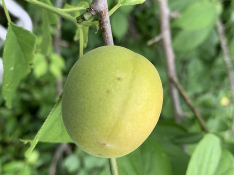 まじりっけなし！梅シロップ梅酒に最適！『色づき白加賀』3kg 自然栽培の梅。様々なレシピに。農薬不使用