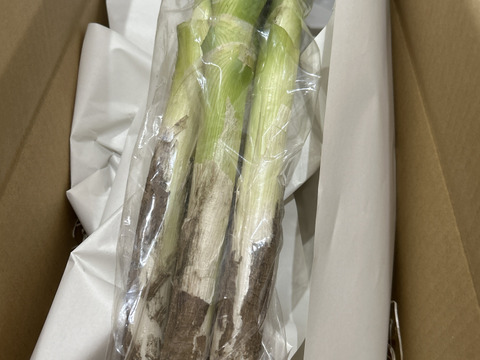 【最高糖度15度超え】日テレ出演で話題💡400年の土壌にギリギリまで眠らせた泥パック美肌ネギ☘️【お試し約1キロ】【冬ギフト】