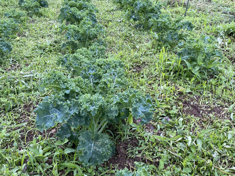 ふわっと柔らかカリーノケール
— 初めての方こそ違いがわかる、特別仕立て —