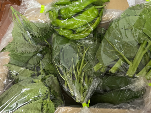 旬の野菜セット７～8品【栽培期間中農薬・化学肥料不使用】